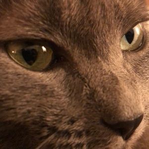 Meet your Posher, Preston